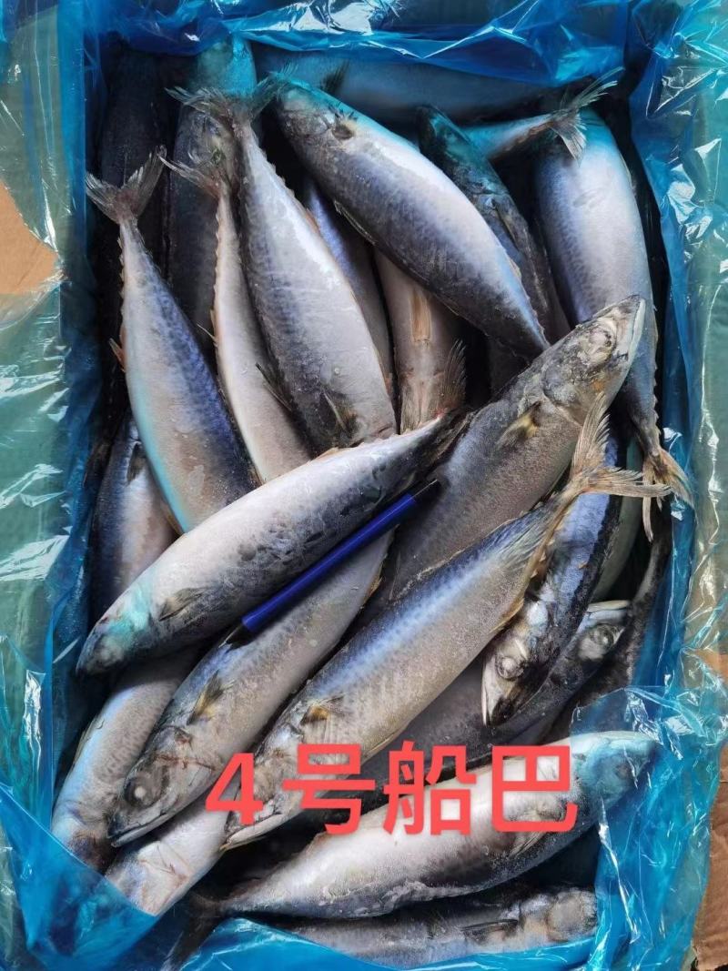鲅鱼新鲜船冻鲅鱼4号鲅鱼一手货源船冻鲅鱼