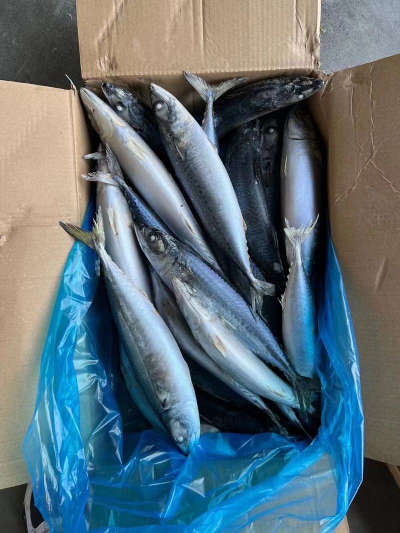 鲅鱼新鲜船冻鲅鱼4号鲅鱼一手货源船冻鲅鱼