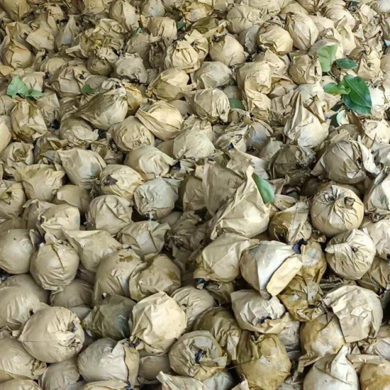 中国苍溪特产黄金梨大量上市味道巴适得很个头大果面漂亮