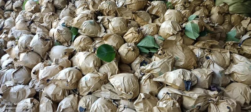 中国苍溪特产黄金梨大量上市味道巴适得很个头大果面漂亮
