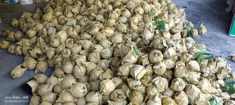 中国苍溪特产黄金梨大量上市味道巴适得很个头大果面漂亮