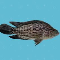 淡水石斑鱼苗规格齐全吃小鱼杂鱼能手。。。