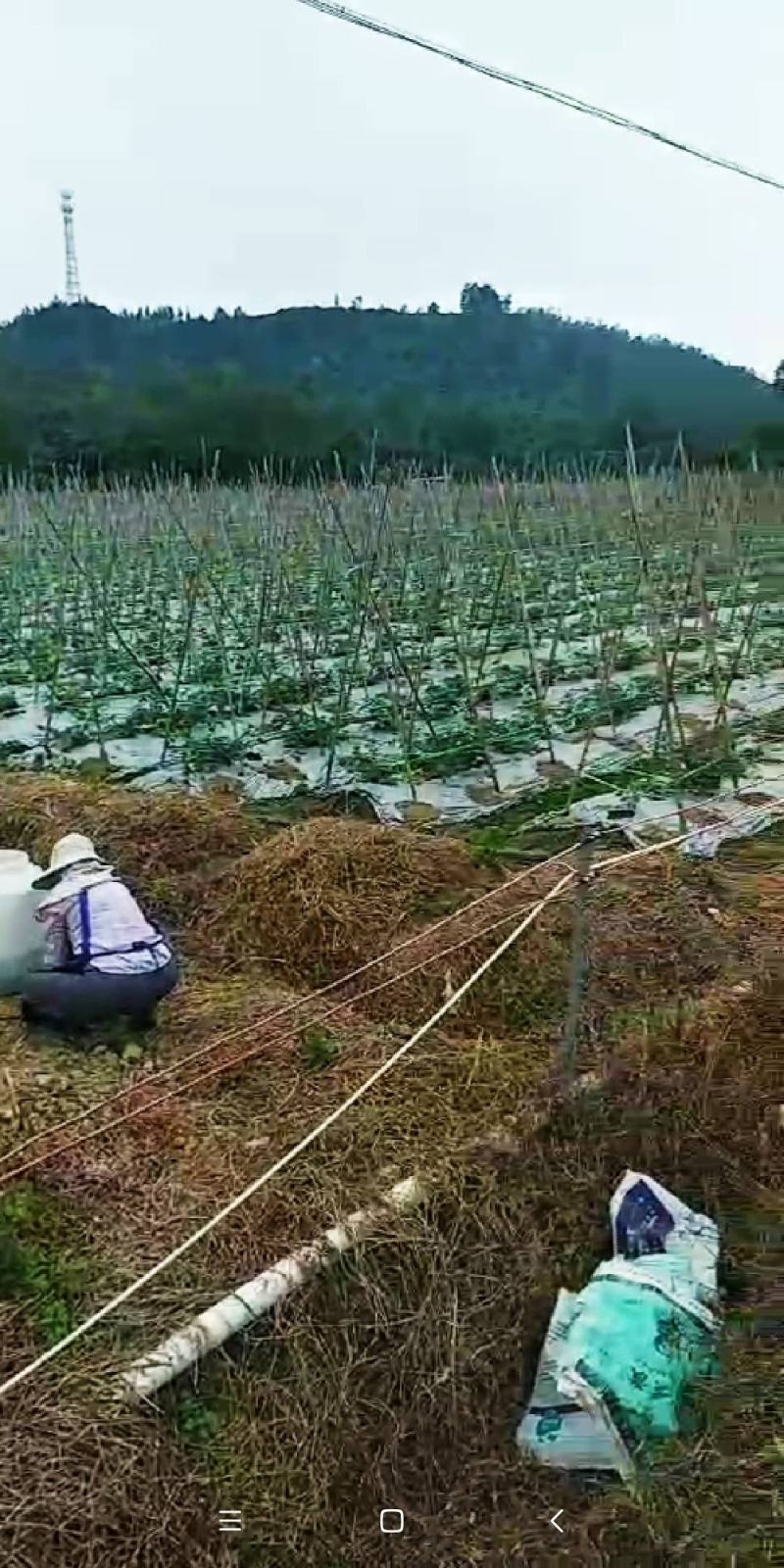 千禧圣女果嫁接苗圣女果嫁接种苗，成品果长期批发基地代办