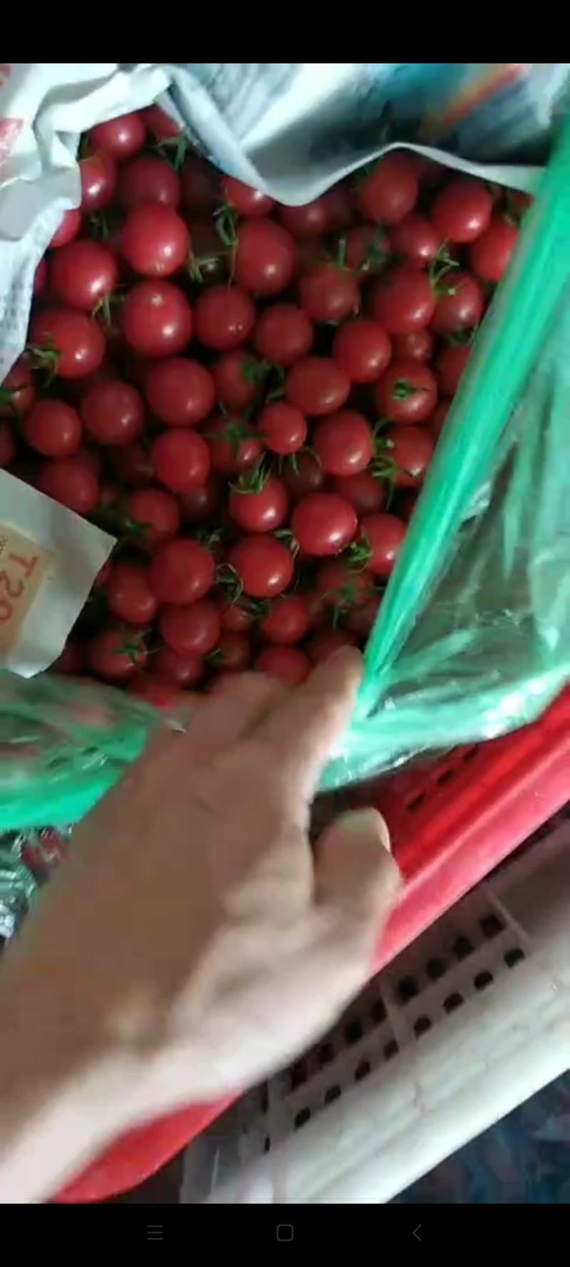 千禧圣女果嫁接苗圣女果嫁接种苗，成品果长期批发基地代办