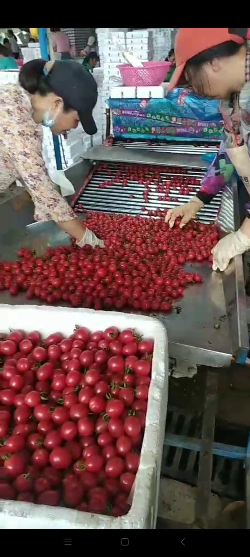 千禧圣女果嫁接苗圣女果嫁接种苗，成品果长期批发基地代办