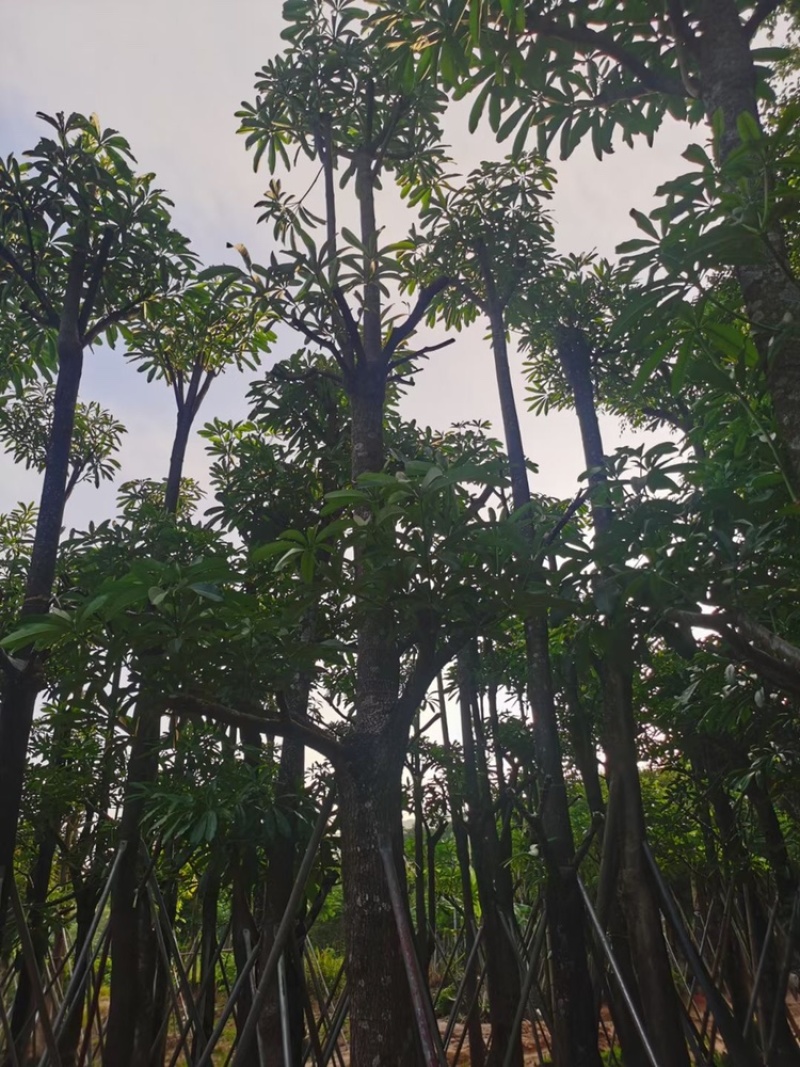 盆架子10-18分大量现货