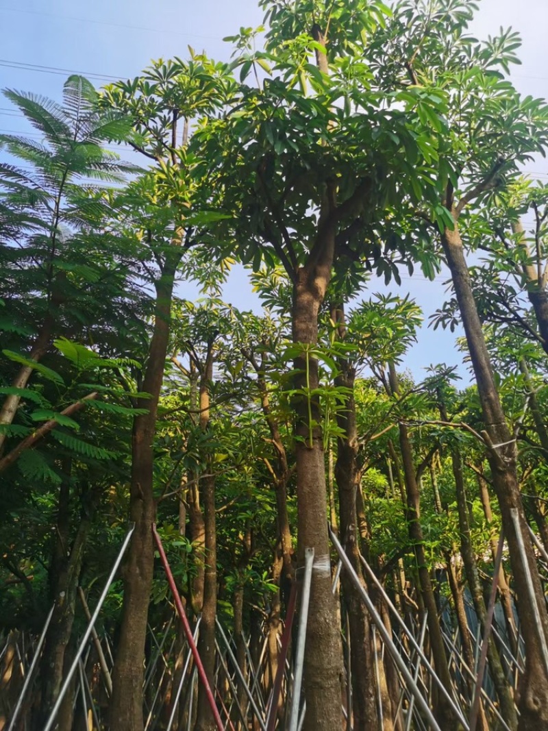 盆架子10-18分大量现货