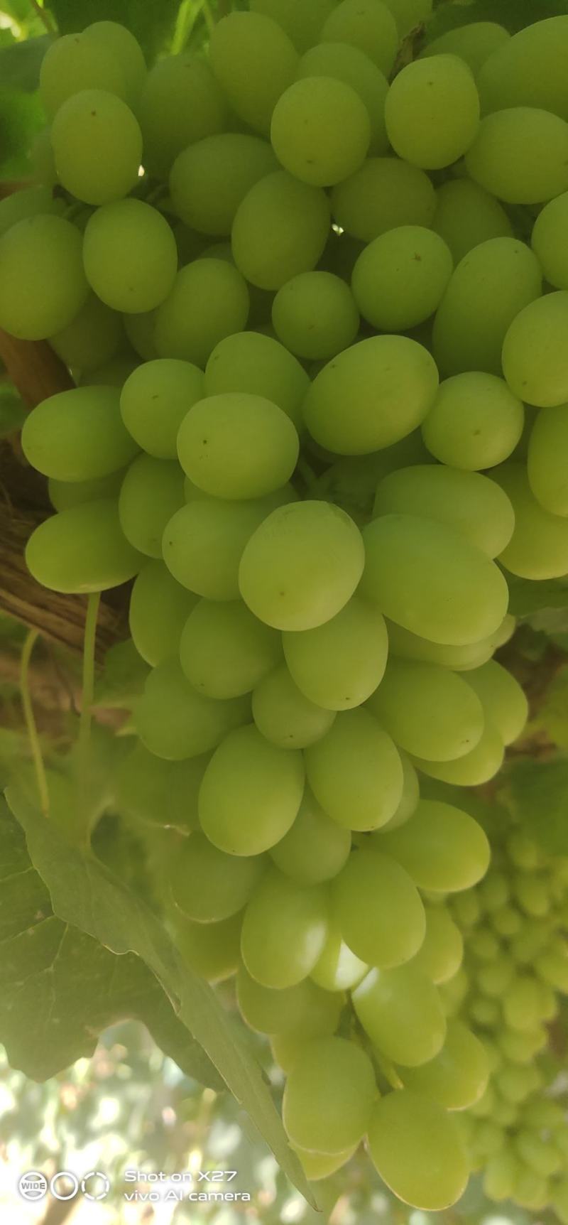 无核白葡萄