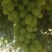 无核白葡萄