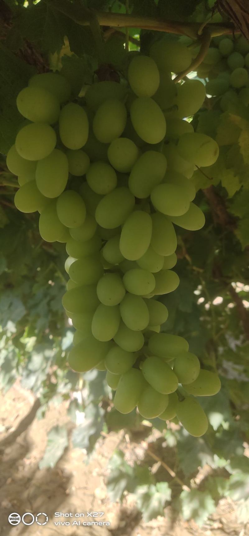 无核白葡萄