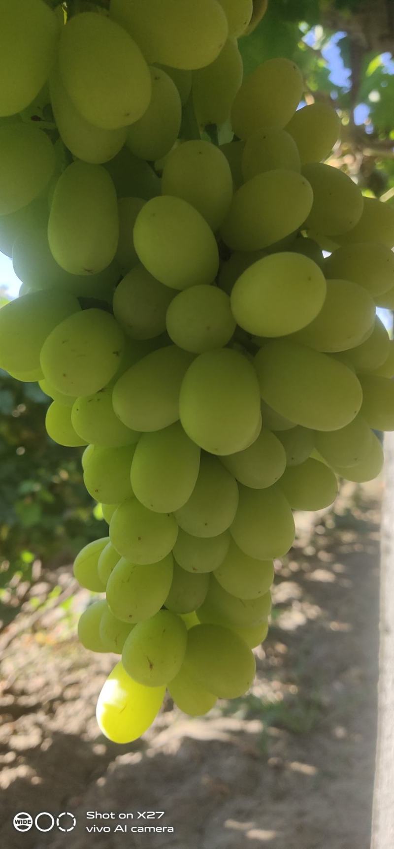 无核白葡萄
