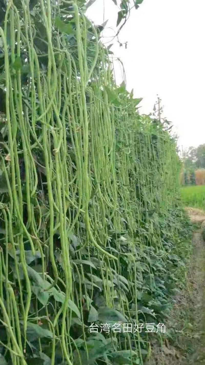 耐热豆角种子翠绿色产量抗病强结的多品质好