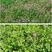 白三叶种子果园天然绿肥护坡绿化种子四季常青红三叶种子