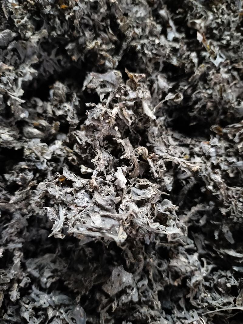 免洗地皮菜精品