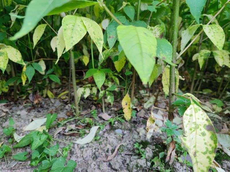 黄柏苗川黄柏苗一年苗二年苗苗木基地直发规格齐全