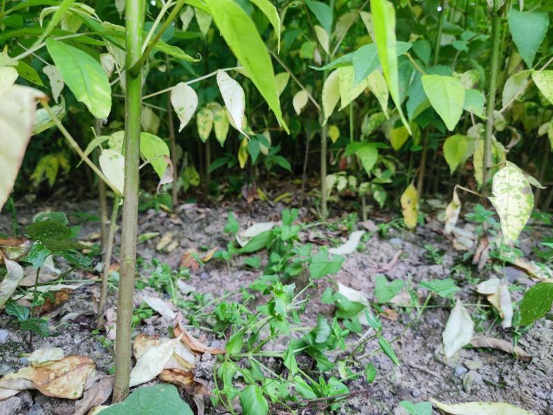 黄柏苗川黄柏苗一年苗二年苗苗木基地直发规格齐全