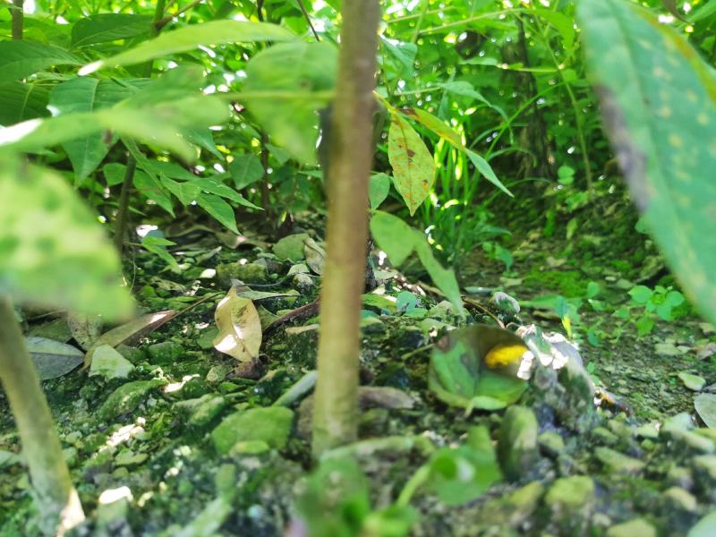 黄柏苗川黄柏苗一年苗二年苗苗木基地直发规格齐全