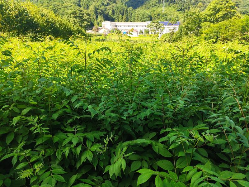 黄柏苗川黄柏苗一年苗二年苗苗木基地直发规格齐全