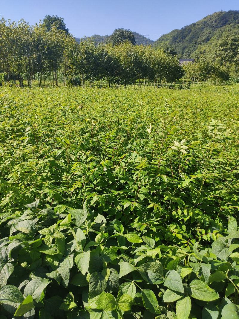 黄柏苗川黄柏苗一年苗二年苗苗木基地直发规格齐全