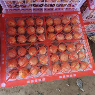 灵宝冷库十万斤精品吊红柿子出售