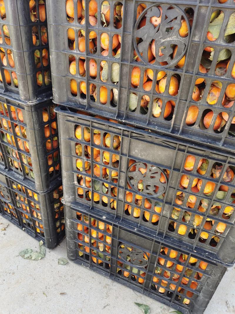灵宝冷库十万斤精品吊红柿子出售