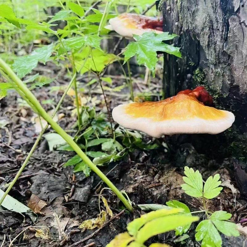 长白山金边灵芝自然晒干长白山金边灵芝煲汤泡酒炖肉