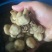 盐水菇有500吨价格4000———-8000