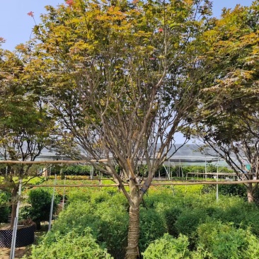 红枫8-12分大量现货