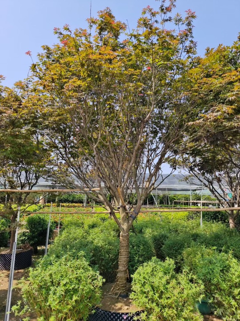 红枫8-12分大量现货