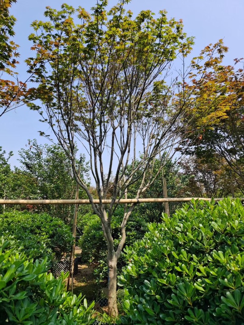 红枫8-12分大量现货