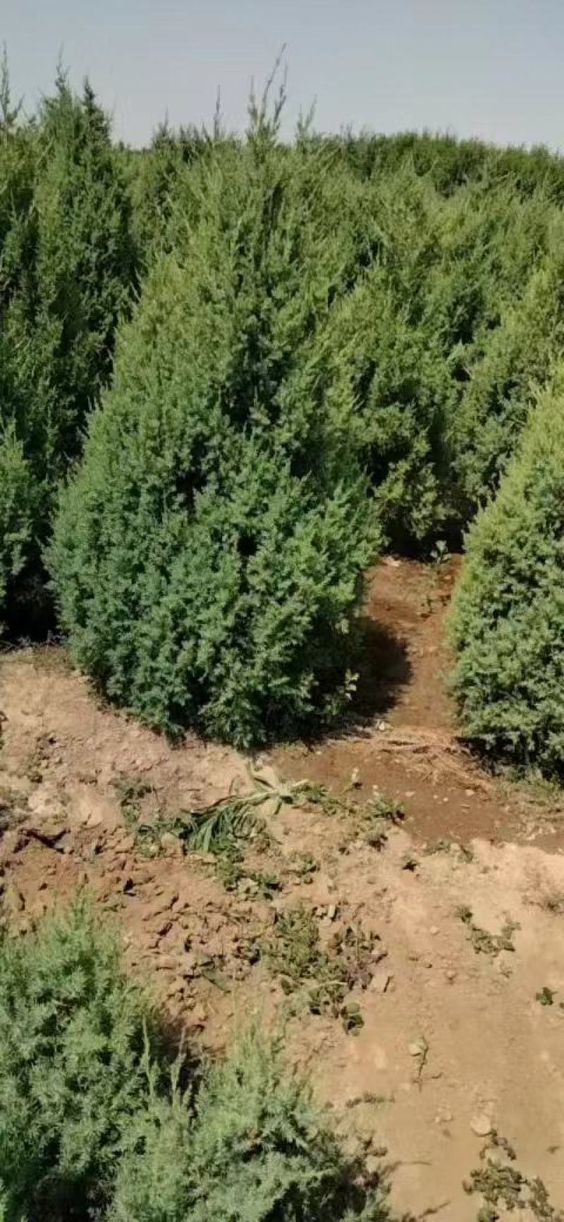 塔柏