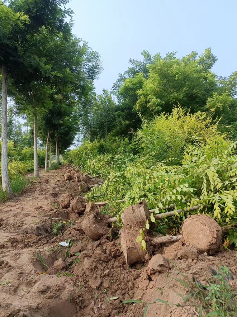 自家基地高杆金叶榆规格齐全，价格便宜诚信经营