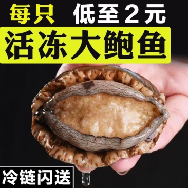 鲍鱼新鲜冷冻个大鲜活海捕超大鲍鱼【顺丰包邮】