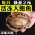 鲍鱼新鲜冷冻个大鲜活海捕超大鲍鱼【顺丰包邮】