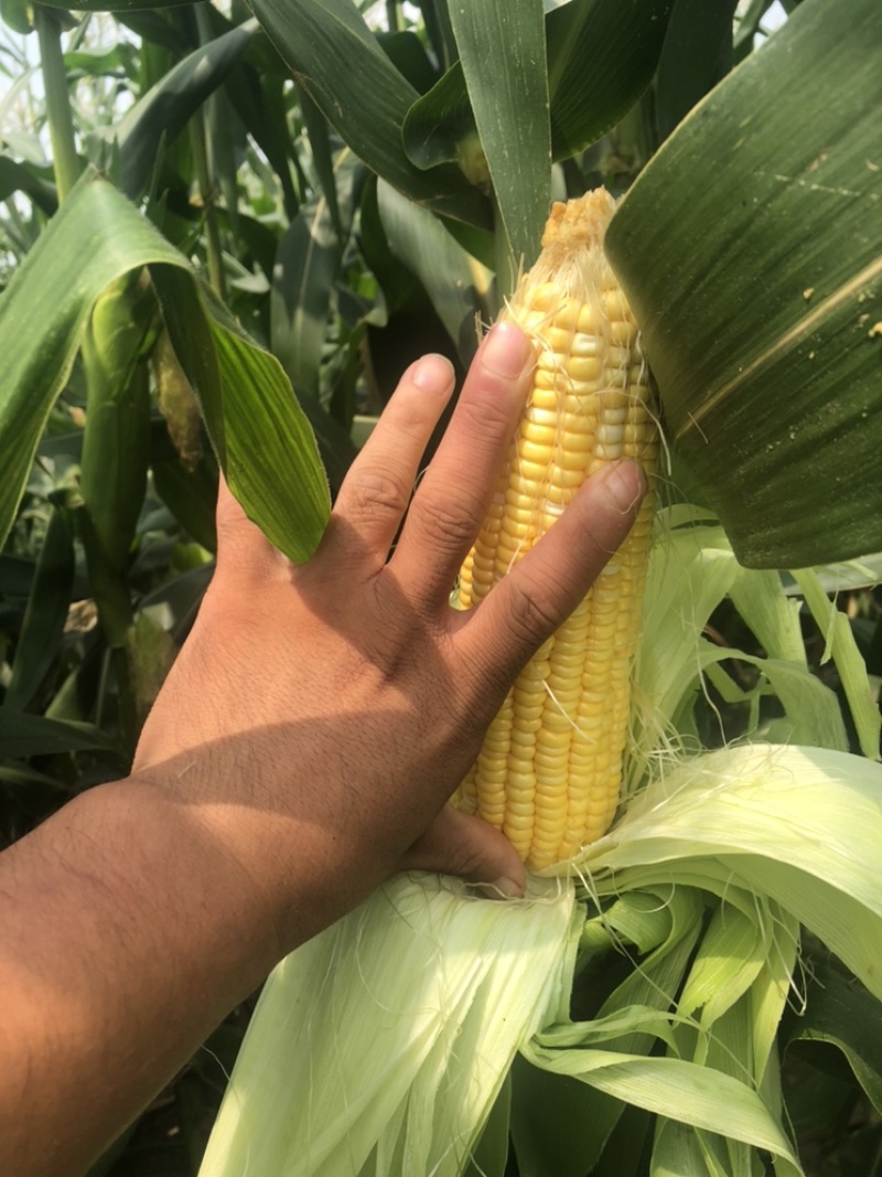太阳花水果玉米大量上市