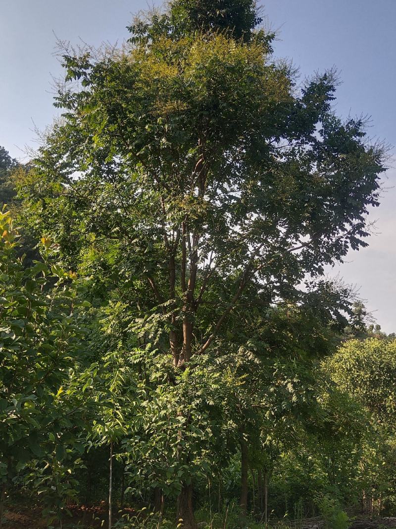 栾树分（南栾）（北栾）黄山栾等多种植物，其适应气候能力强