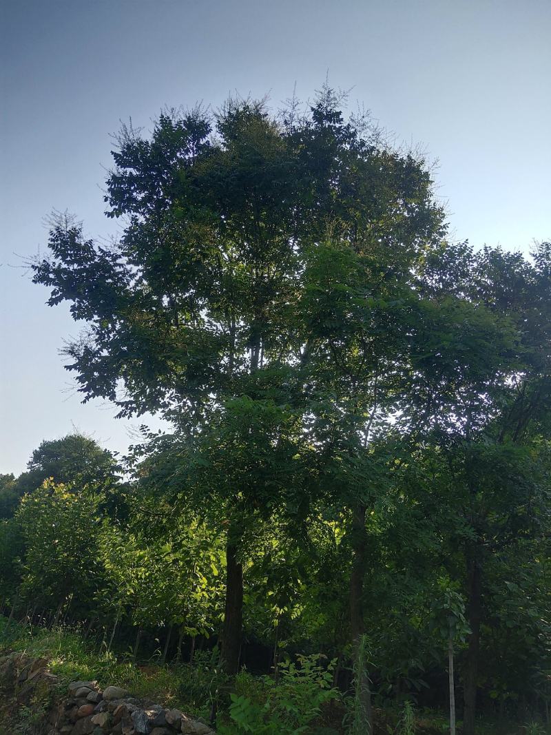 栾树分（南栾）（北栾）黄山栾等多种植物，其适应气候能力强