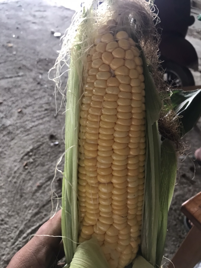 水果玉米
