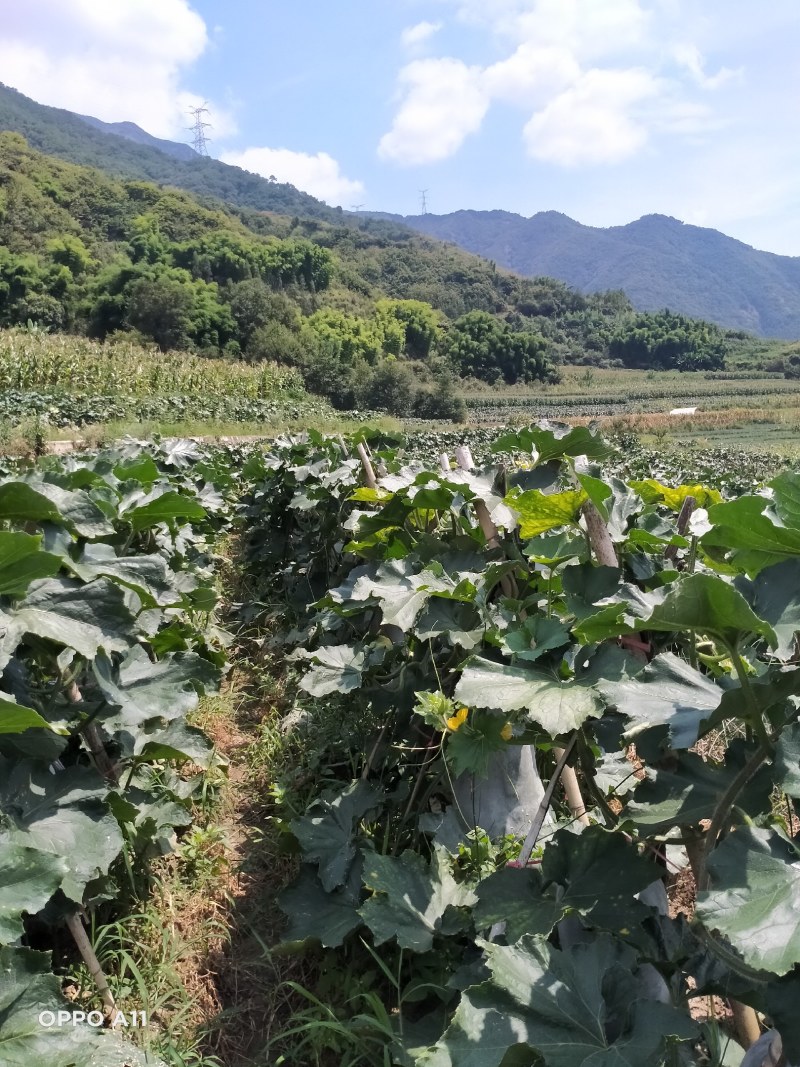 四川地冬瓜