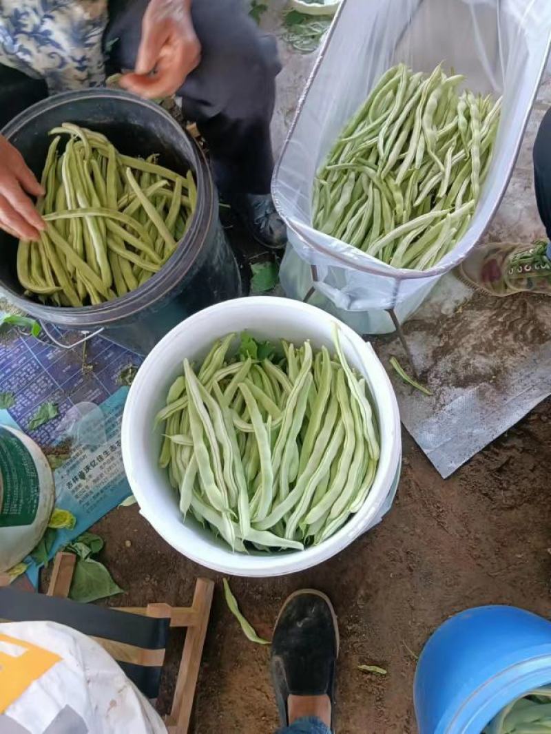 精品豆角