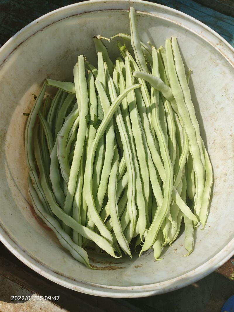 精品豆角