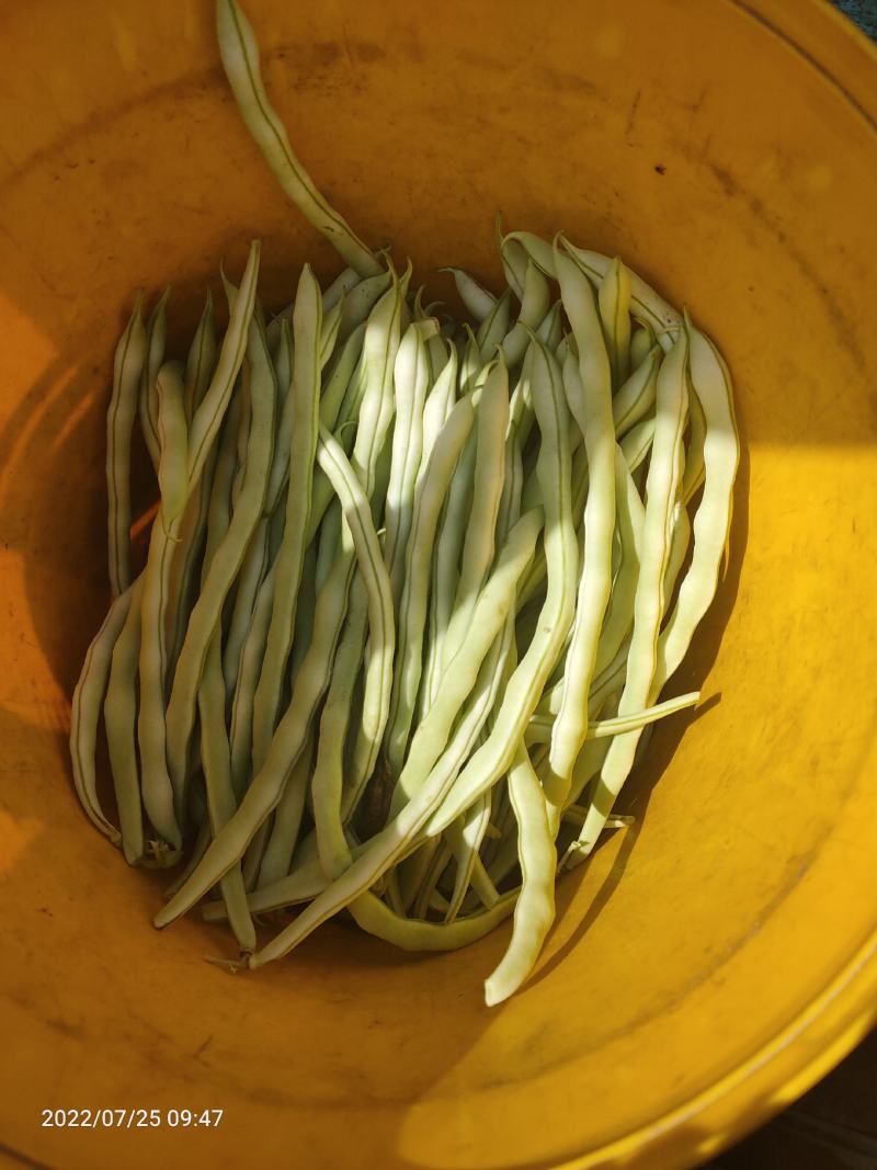 精品豆角