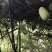 野生八月瓜干片天然生长，自己上山采摘加工，品质好精品货源