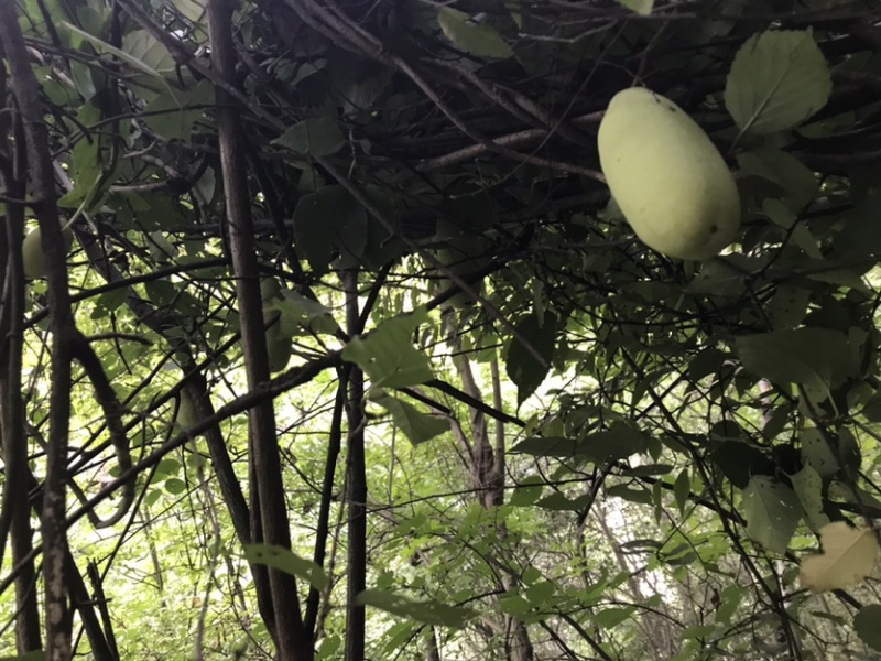 野生八月瓜干片天然生长，自己上山采摘加工，品质好精品货源