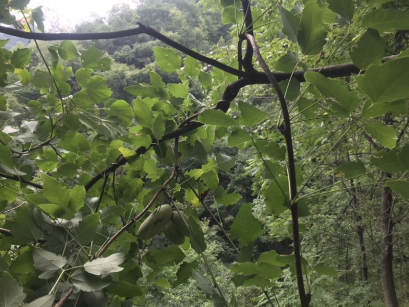 野生八月瓜干片天然生长，自己上山采摘加工，品质好精品货源