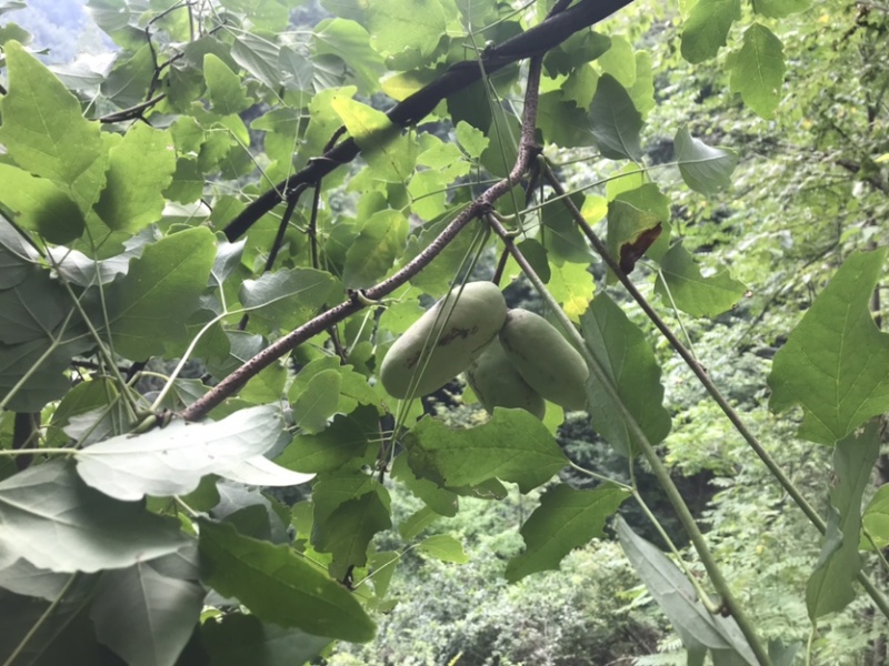 野生八月瓜干片天然生长，自己上山采摘加工，品质好精品货源