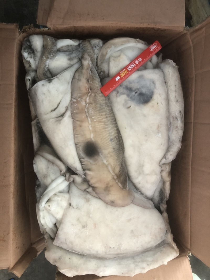 大墨鱼墨鱼卤水墨鱼天然墨鱼新鲜墨鱼冰冻墨鱼整只墨鱼