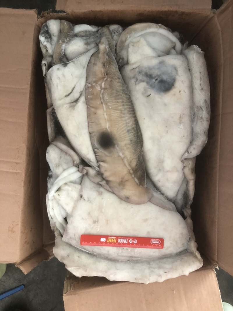 大墨鱼墨鱼卤水墨鱼天然墨鱼新鲜墨鱼冰冻墨鱼整只墨鱼