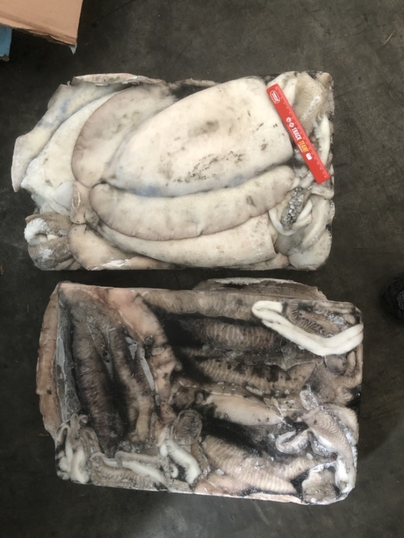 大墨鱼墨鱼卤水墨鱼天然墨鱼新鲜墨鱼冰冻墨鱼整只墨鱼