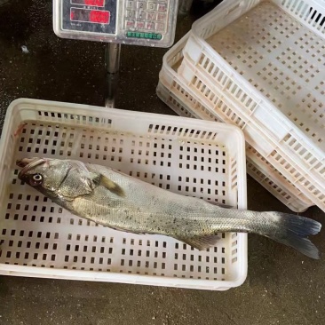鳞网帮杀鲈鱼